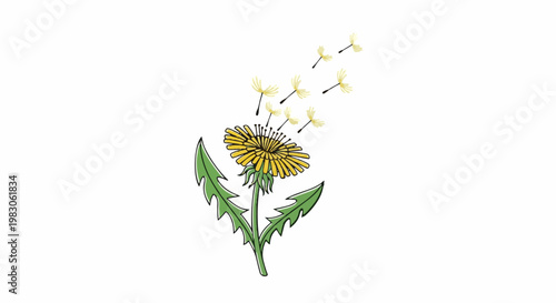 A yellow dandelion with green leaves, seeds flying away