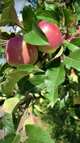 juicy ripe apples on a green branch swaying in the wind in the rays of sunlight