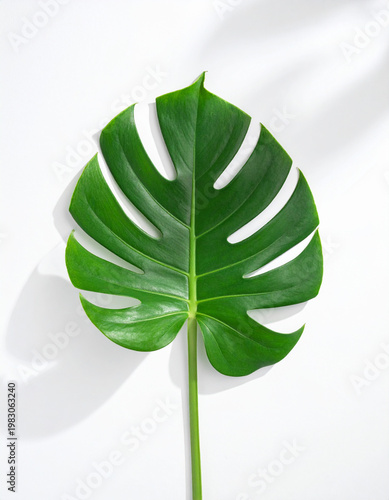 green leaf vector