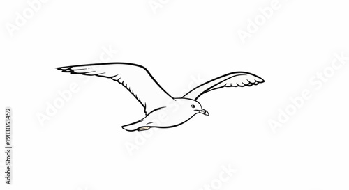 Line drawing of a seabird in flight, wings spread wide
