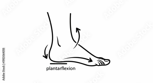 Line drawing shows foot movement and labeled plantarflexion