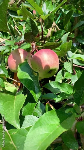 juicy ripe apples on a green branch swaying in the wind in the rays of sunlight