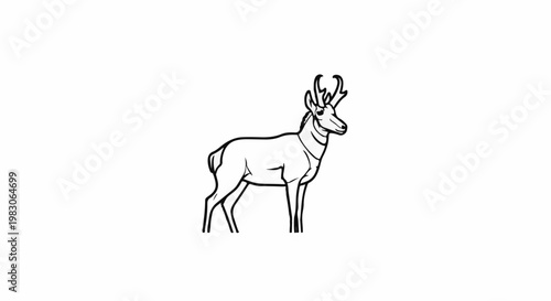 Black and white outline drawing of a pronghorn antelope standing