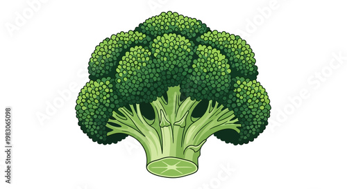 Fresh Green Broccoli Floret Vector Illustration