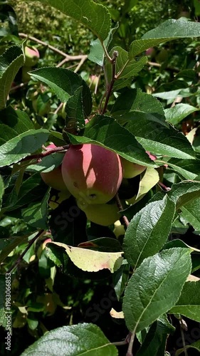 juicy ripe apples on a green branch swaying in the wind in the rays of sunlight