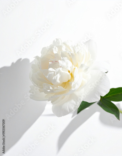 white flowers on white background