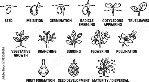 Plant life cycle stages vector illustration showing seed to maturity dispersal process
