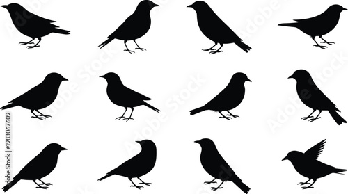 Bird silhouettes collection, standing flying poses, black vector illustration, wildlife design icons, avian posture variation, decorative animal artwork set