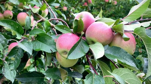 juicy ripe apples on a green branch swaying in the wind in the rays of sunlight