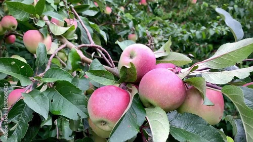 juicy ripe apples on a green branch swaying in the wind