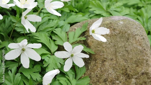 Wood anemones covering forest floor
