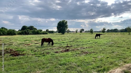 horses grazing on green meadow in paddock fenced sunny summer day