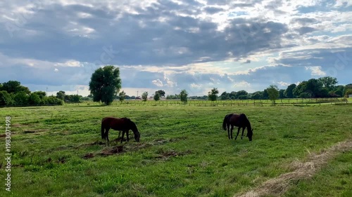 horses grazing on green meadow in paddock fenced sunny summer day