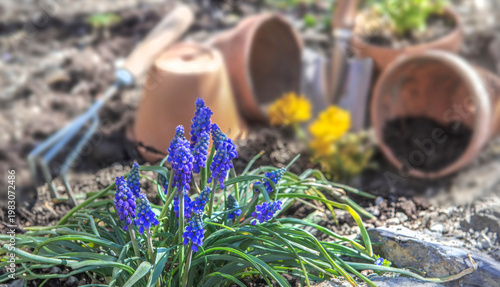 blue muscaris flowers blooming and yellow buttercup potted  with gardening to...