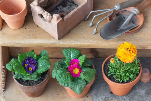colorful flowers potted arrangement purple primrose and yellow buttercup on a...