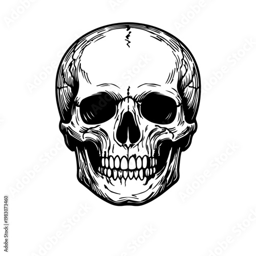 Detailed human skull