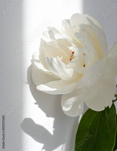 white rose