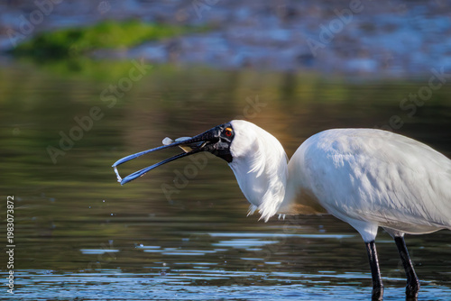 Tableau sur toile Royal spoonbill (Platalea regia) catching a sand flounder at Hutt River mouth, N