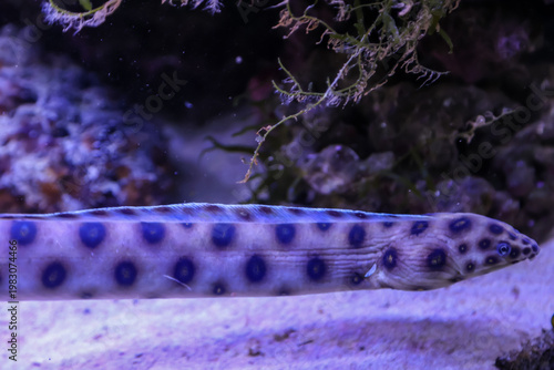 Eine Muräne im Aquarium, Meerwasser.