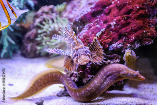 Eine Muräne im Aquarium, Meerwasser.