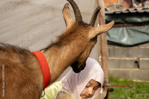 Close up of a brown goat with a red collar being gently handled by a child, capturing trust and interaction in a farm environment with soft natural lighting and detail.
