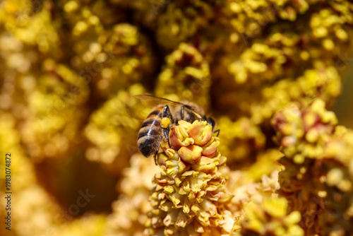 Eine Biene auf Palmensamen. Palmenblüten.