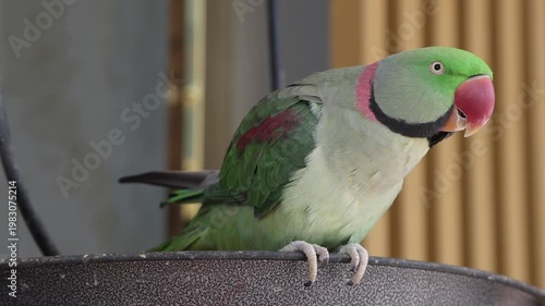 Exotic parrot on the street in Dubai, UAE. High quality 4k footage.