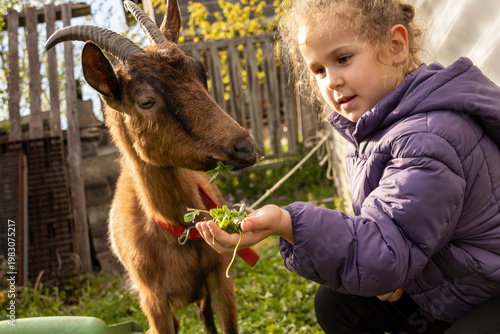 Little girl feeding a brown goat with fresh greens in a farmyard, capturing a gentle interaction between child and animal in a warm, natural rural environment.