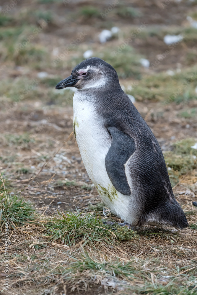 Fototapeta premium almost breeding young adult Magellanic penguin standing on grassy ground at Magdalena island, Chile