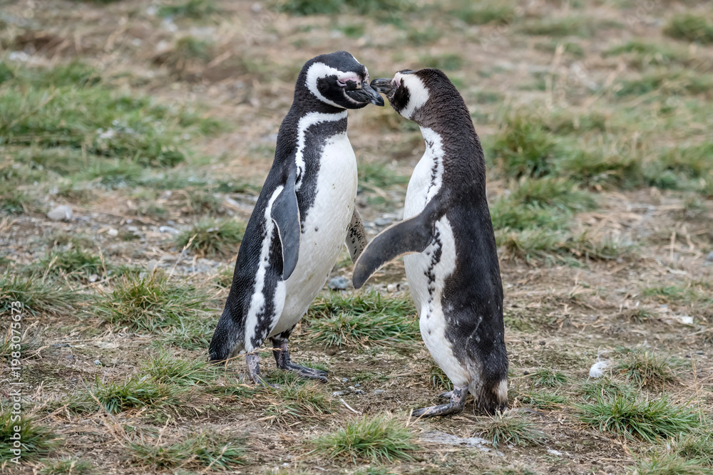 Fototapeta premium two breeding adult Magellanic penguins kissing on grassy ground at Magdalena island, Chile