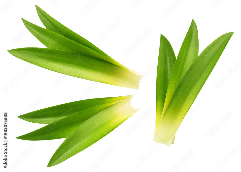 Fototapeta premium Pineapple Leaf isolated, full depth of field