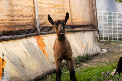 Young goat standing near a farm structure with weathered walls, facing forward in a calm rural setting, captured with warm tones and natural outdoor lighting.