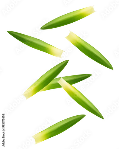 Falling Pineapple Leaf isolated, full depth of field