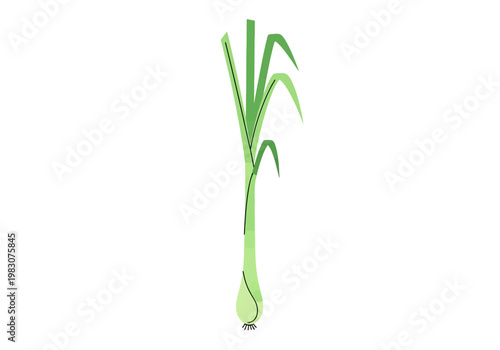 A green onion grows in the ground with long leaves.