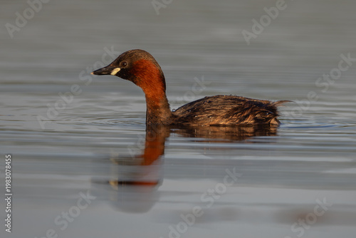 Little grebe (Tachybaptus ruficollis) in spring