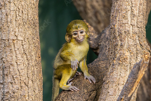 Babyaffe