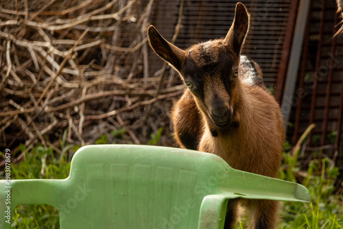 Goat standing behind a green plastic chair in a rural farm setting, looking directly at the camera with alert posture, surrounded by natural textures and warm countryside tones.