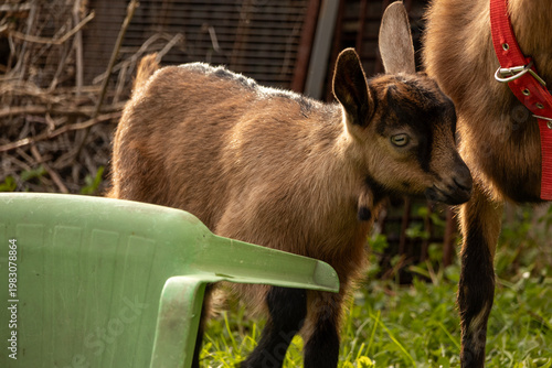 Curious young goat peeking around a green plastic chair in a farmyard, blending playful behavior with rustic surroundings and natural textures in warm outdoor lighting.