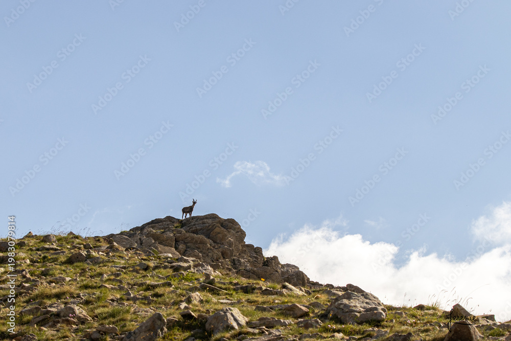 Fototapeta premium Bouquetin sur un pic rocheux 