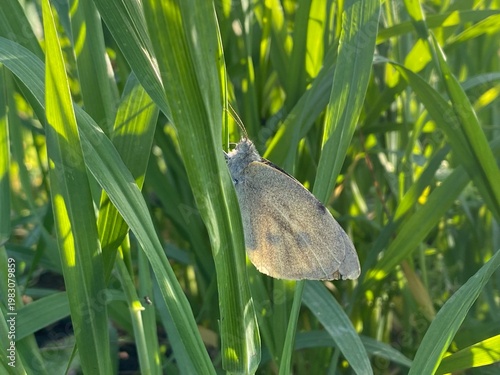 Brown butterfly perched on green grass blades in natural sunlit environment