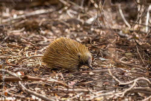 An echidna searches for food on the forest floor of Kangaroo Island, surrounded by natural vegetation and tranquility.