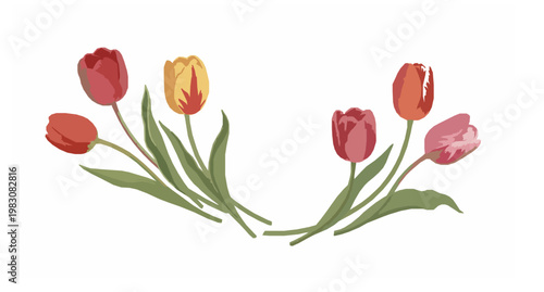 Vintage blooming tulip flowers vector illustration with hand painted botanical style isolated on white background