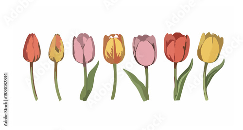Blooming tulip flower vector set with vintage botanical painting style isolated floral elements on white