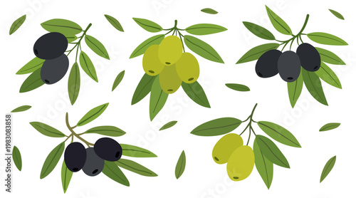 Olives and branches set in flat style. Simple botanical elements with green and black olives. Perfect for food design, natural themes and packaging.