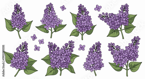 Assortment of stylized purple lilac flower clusters and individual blossoms