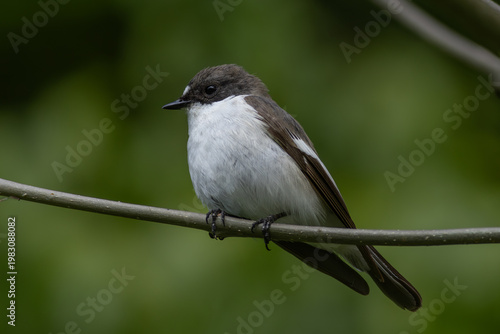 Pied flycatcher (Ficedula hypoleuca), male