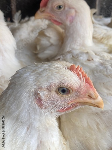 Close up of white chickens with pink combs and beaks looking sideways in a crowded setting