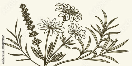 Hand drawn botanical sketch of chamomile and herbs, vector