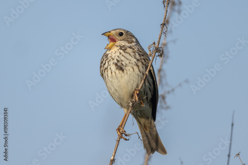 Corn bunting (Emberiza calandra), singing male