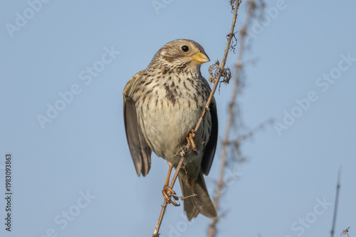 Corn bunting (Emberiza calandra), singing male